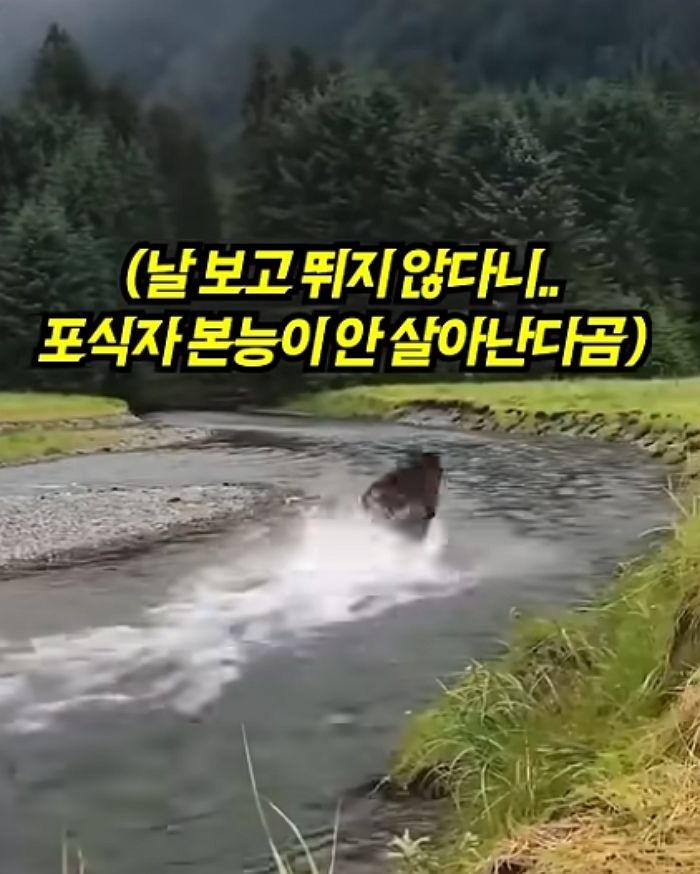 애니멀플래닛