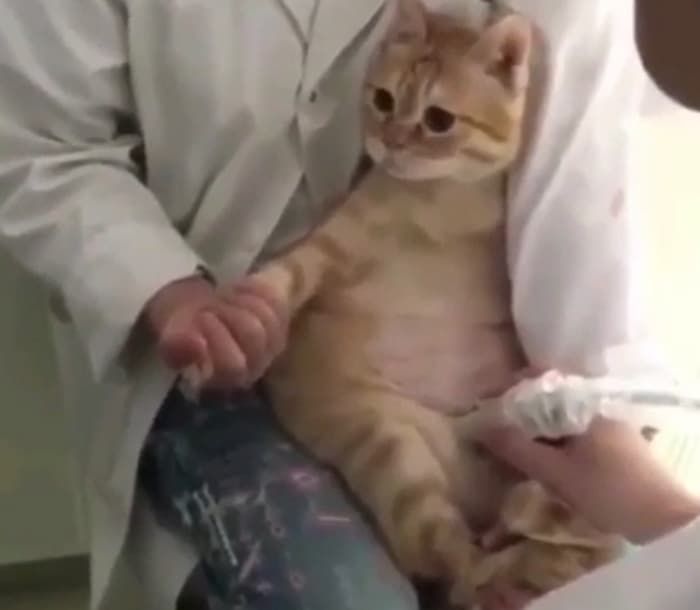 애니멀플래닛