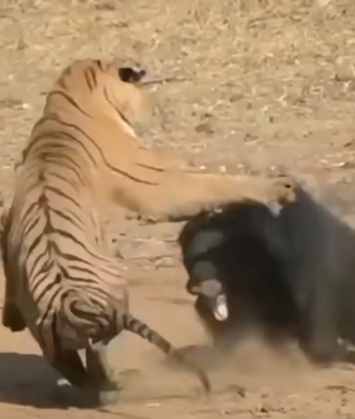 애니멀플래닛