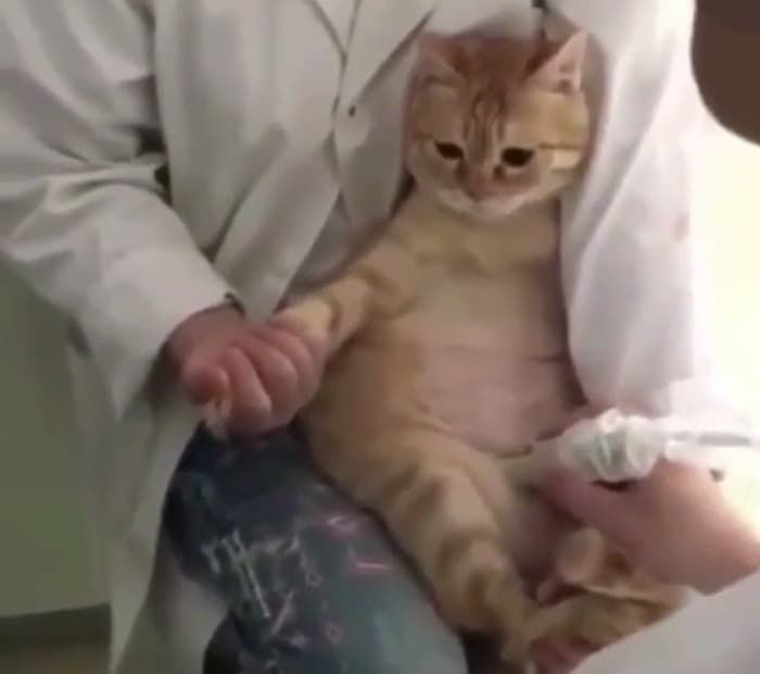 애니멀플래닛