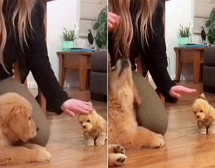 애니멀플래닛