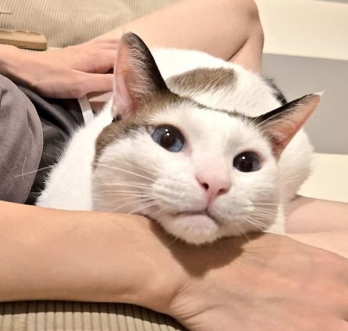 애니멀플래닛