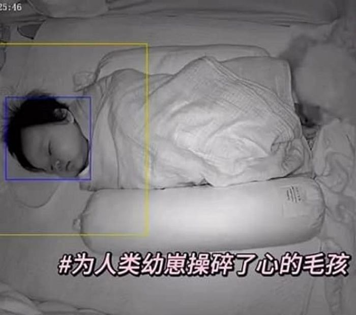 애니멀플래닛