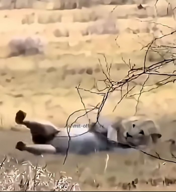 애니멀플래닛
