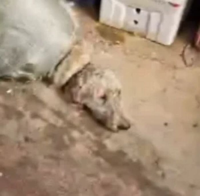 애니멀플래닛