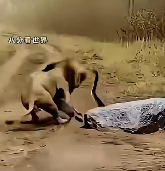 애니멀플래닛