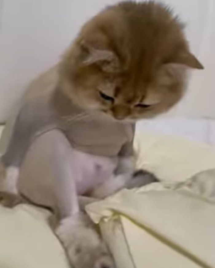 애니멀플래닛
