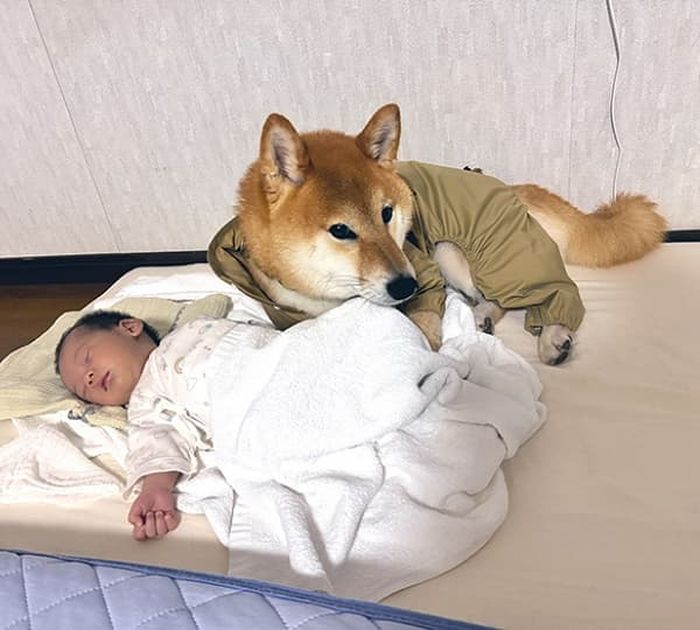 애니멀플래닛