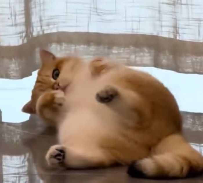 애니멀플래닛