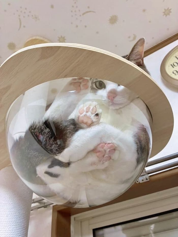 애니멀플래닛