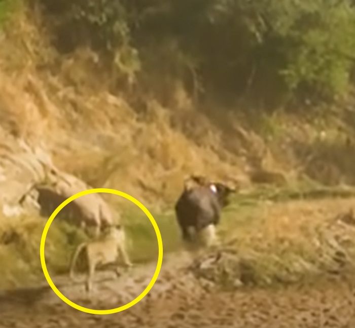 애니멀플래닛