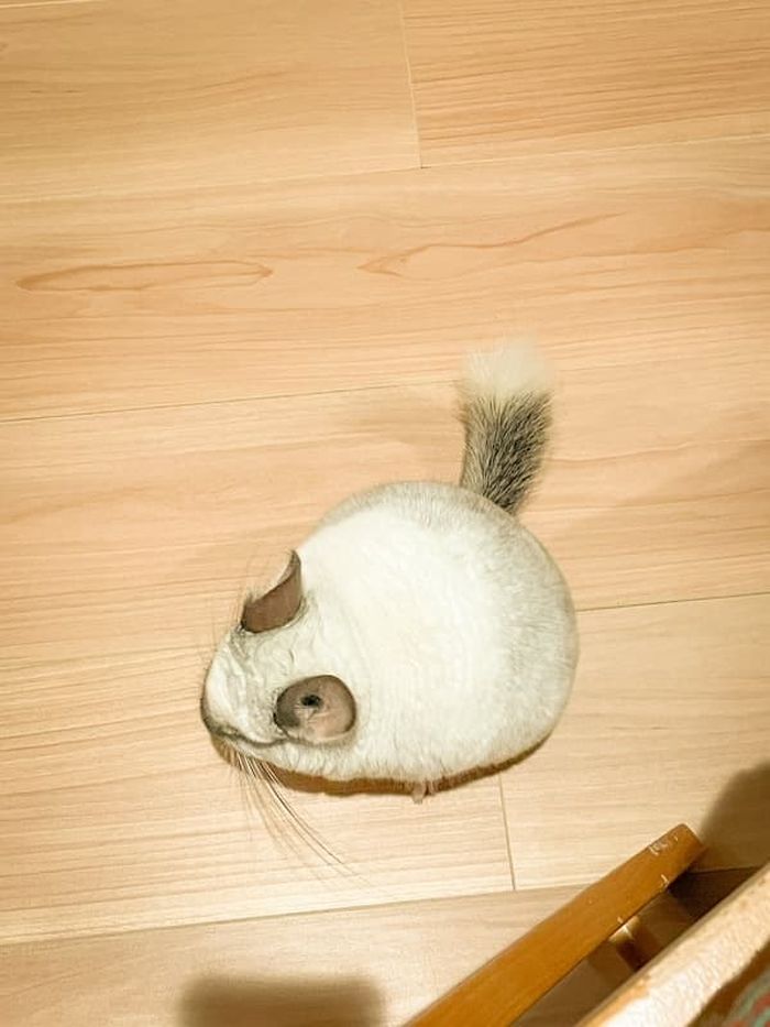 애니멀플래닛
