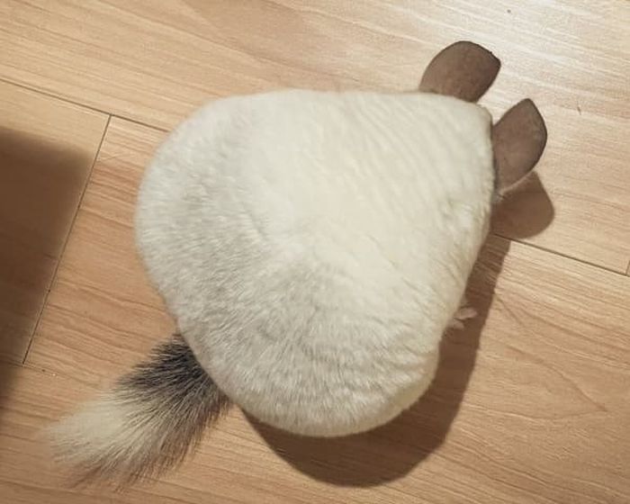 애니멀플래닛