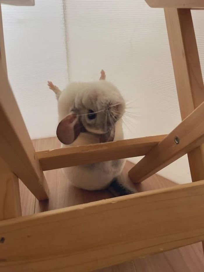 애니멀플래닛