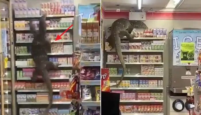 애니멀플래닛