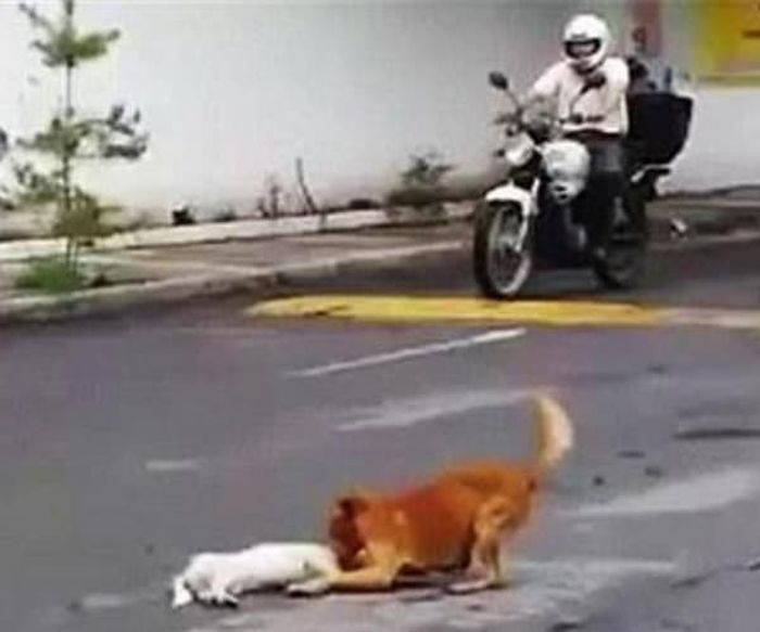 애니멀플래닛