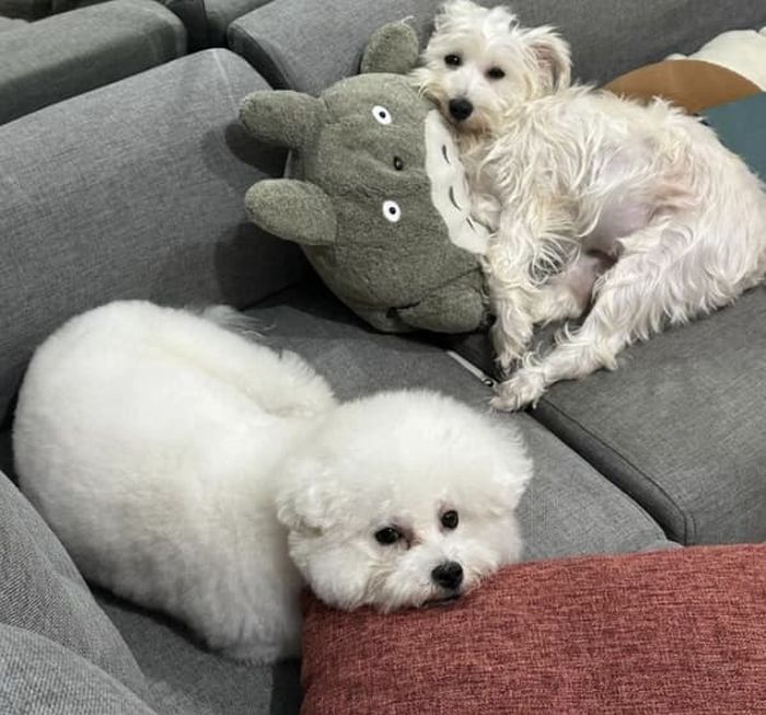 애니멀플래닛