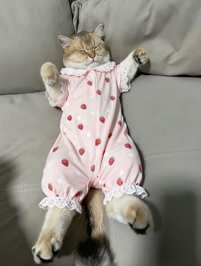 애니멀플래닛