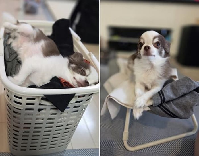 애니멀플래닛