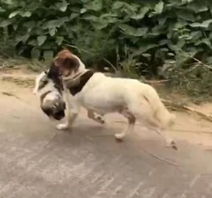 애니멀플래닛