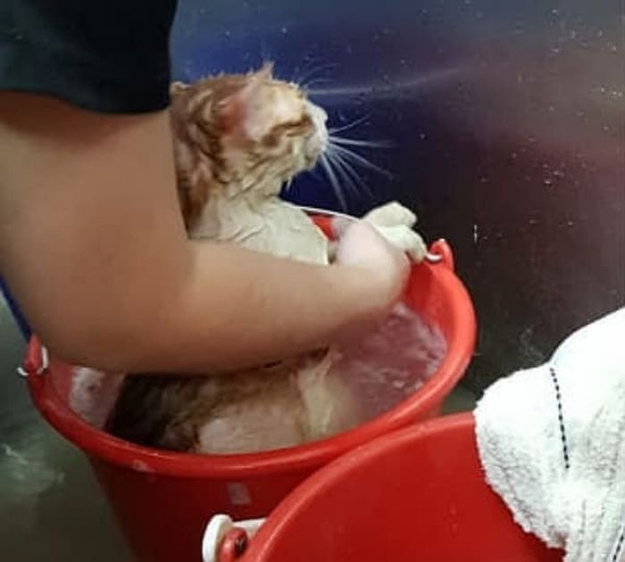 애니멀플래닛