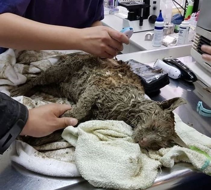 애니멀플래닛