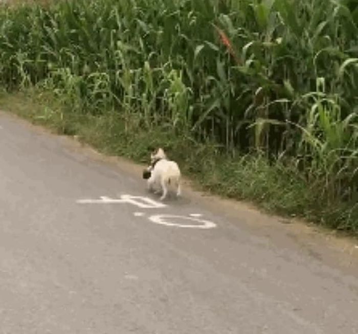 애니멀플래닛