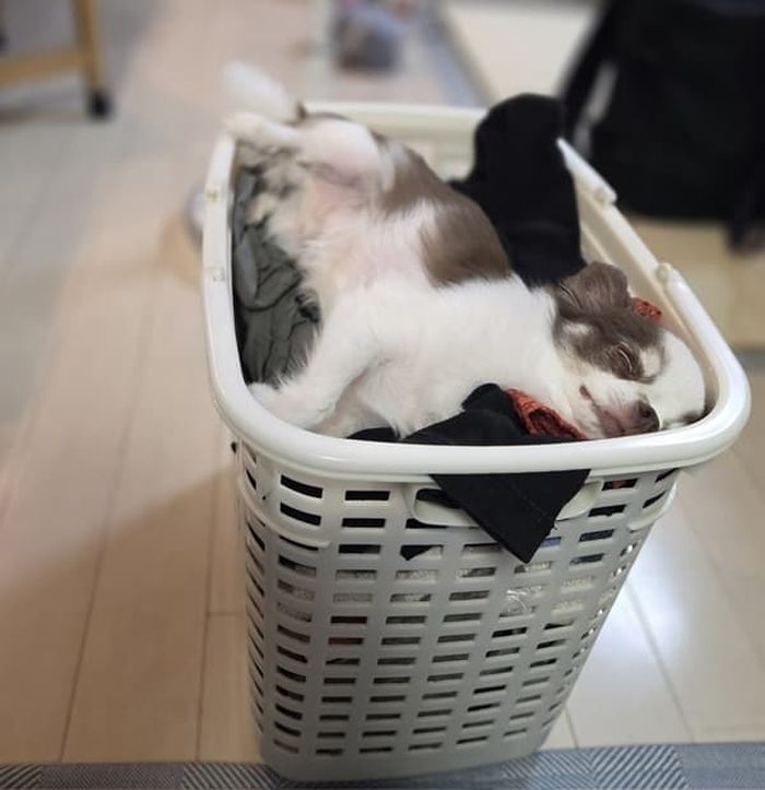 애니멀플래닛