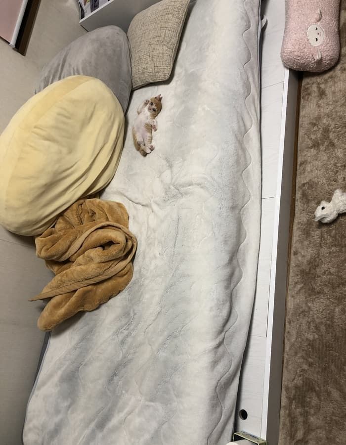 애니멀플래닛