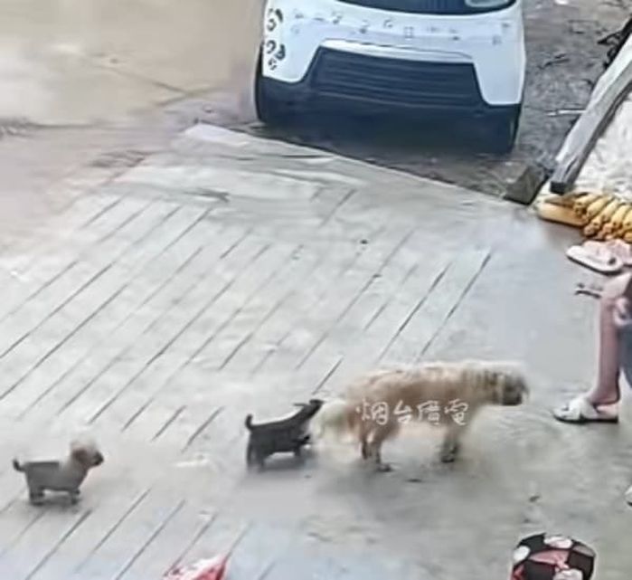 애니멀플래닛
