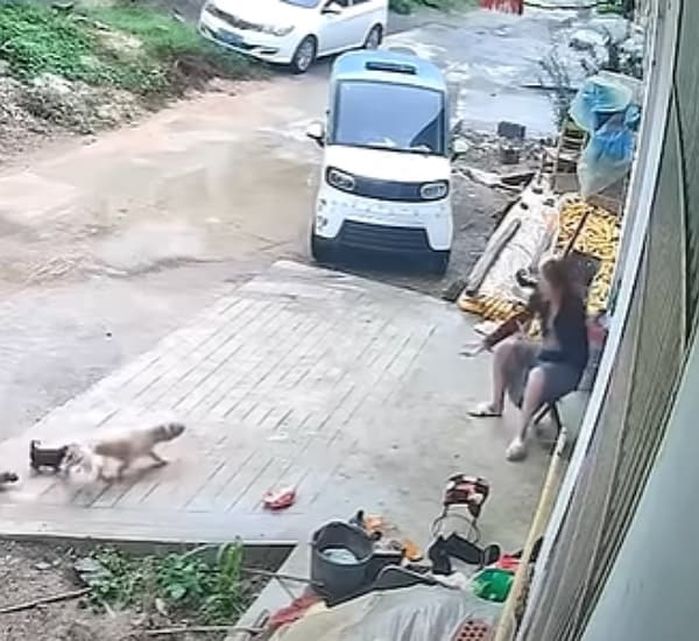 애니멀플래닛
