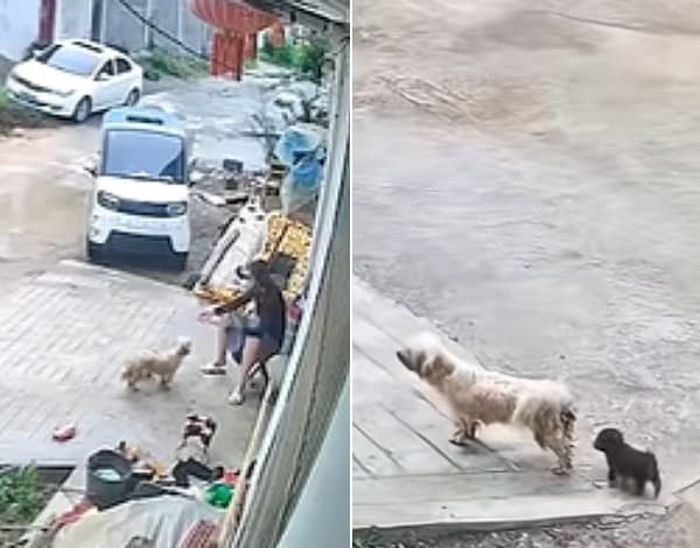 애니멀플래닛