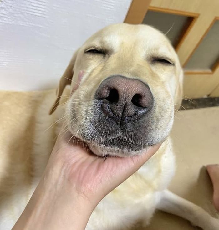 애니멀플래닛
