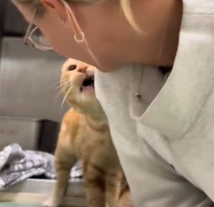 애니멀플래닛