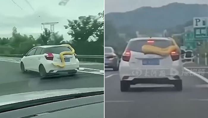 애니멀플래닛
