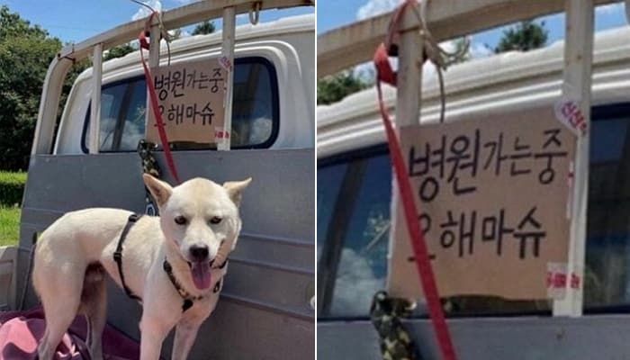 애니멀플래닛
