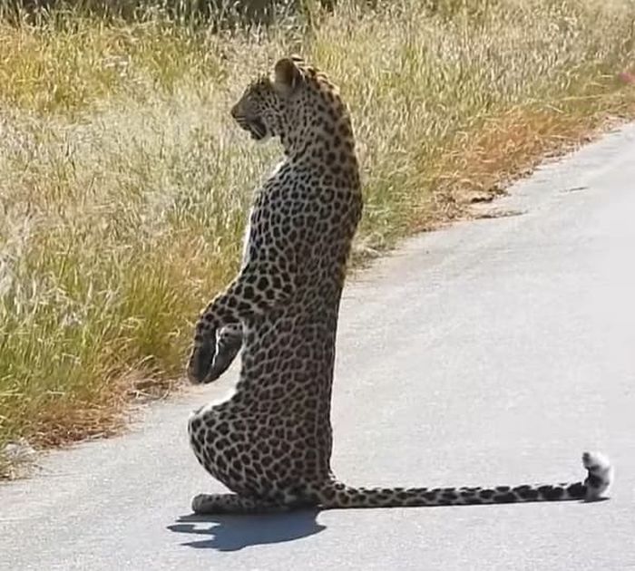애니멀플래닛