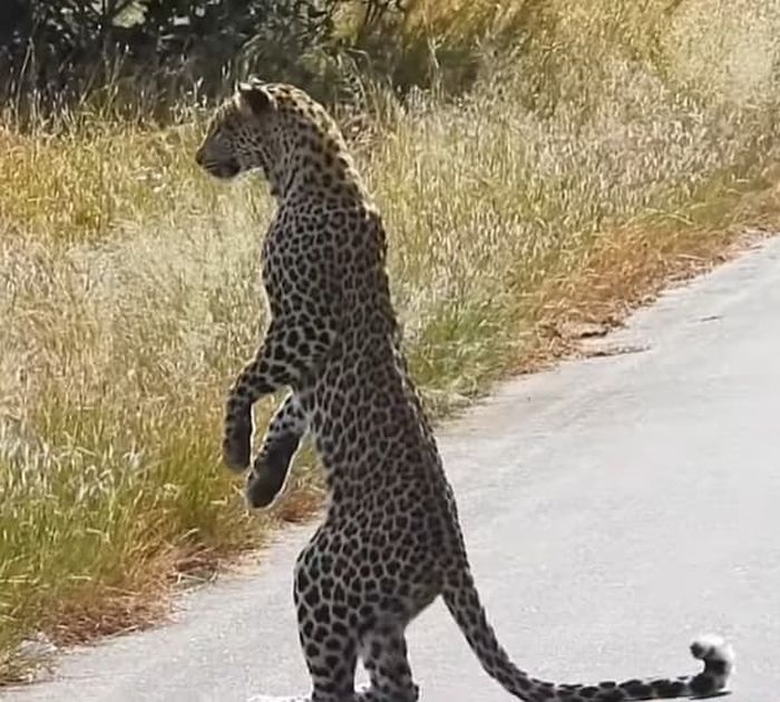 애니멀플래닛