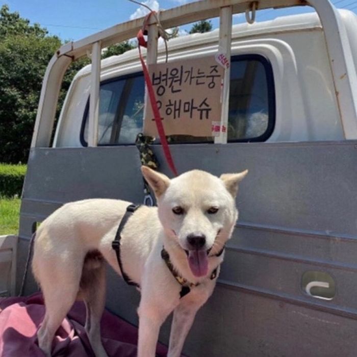 애니멀플래닛