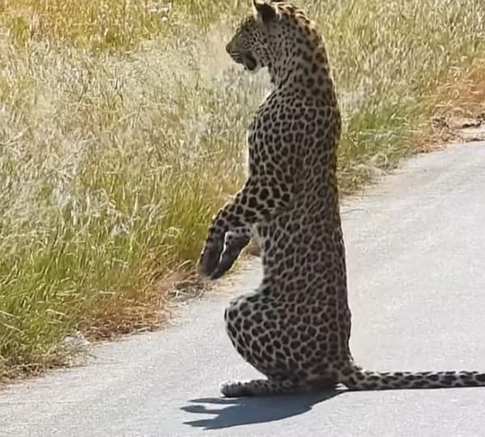 애니멀플래닛