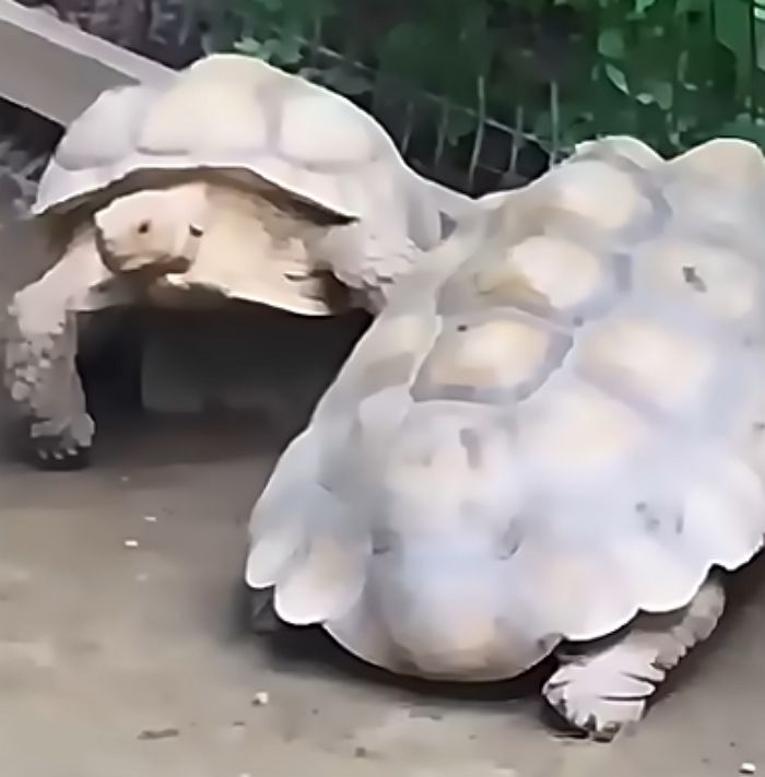 애니멀플래닛