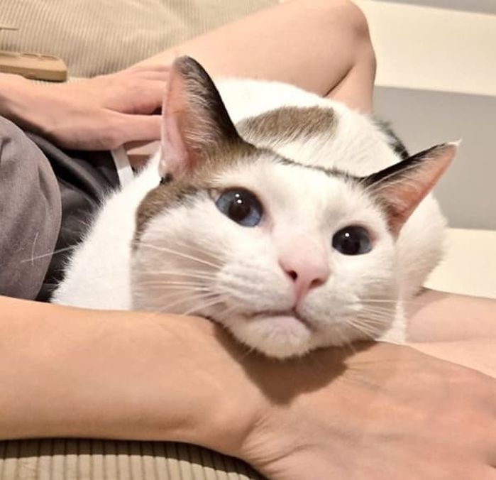 애니멀플래닛