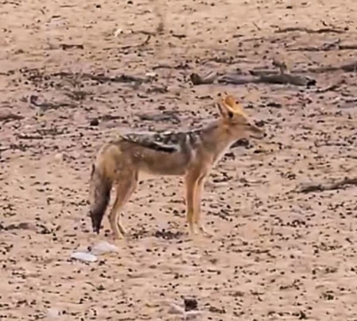 애니멀플래닛
