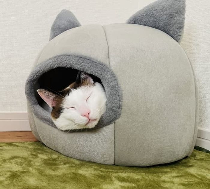 애니멀플래닛