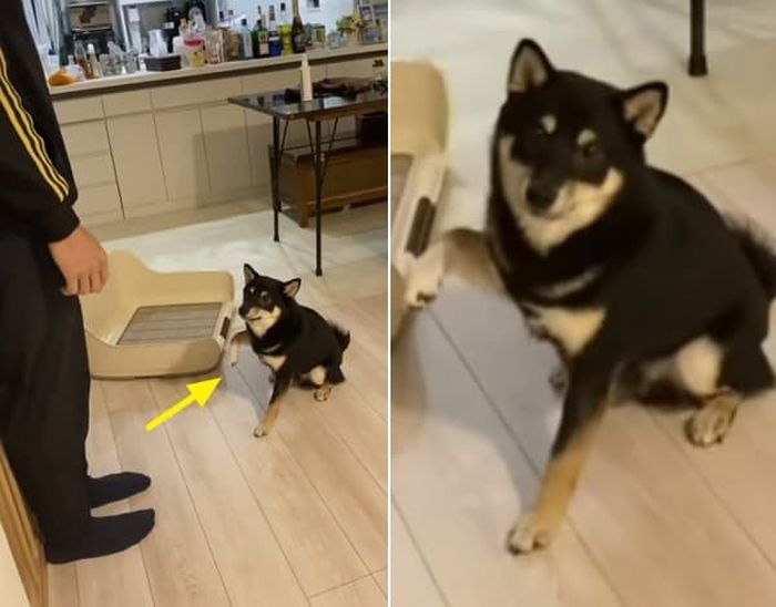 애니멀플래닛