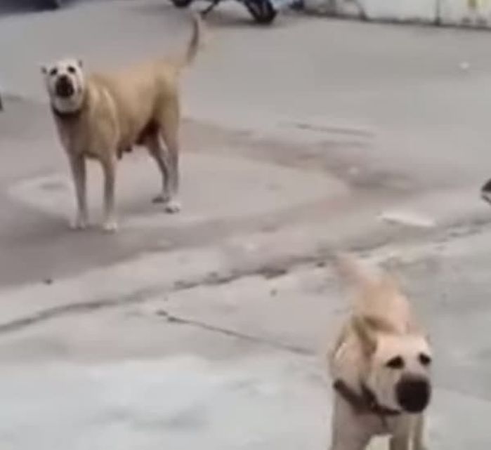 애니멀플래닛
