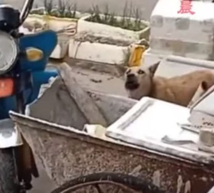 애니멀플래닛