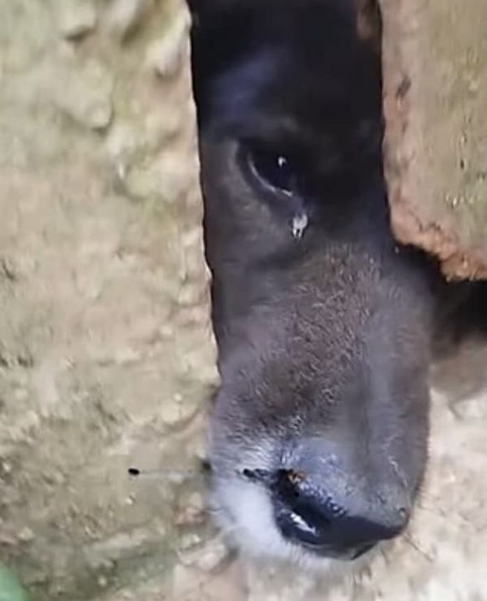 애니멀플래닛