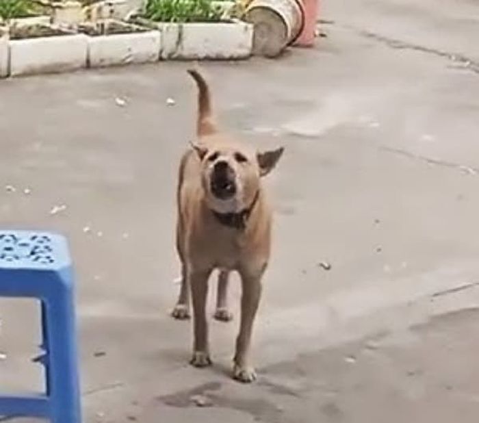 애니멀플래닛