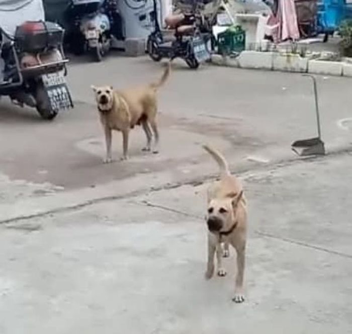 애니멀플래닛